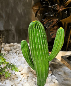 Cactus 35 cm (🚫without pot)