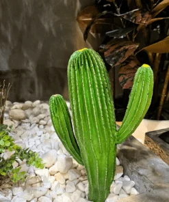 Cactus 35 cm