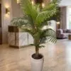 Areca Palm 140 cm Single Trunk styled in an interior — Neon Jungle Studios