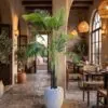 Areca Palm 170 cm 3 trunks styled in an interior — Neon Jungle Studios