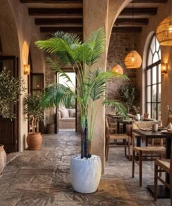 Areca Palm 170 cm 3 trunks styled in an interior — Neon Jungle Studios