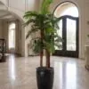 Areca Palm 180 cm 3 trunks styled in an interior — Neon Jungle Studios