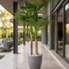 Areca Palm 210 cm 3 trunks styled in an interior — Neon Jungle Studios