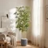 Bamboo Plant 190 cm styled in an interior — Neon Jungle Studios