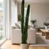 Cactus set of three 170 cm styled in an interior — Neon Jungle Studios