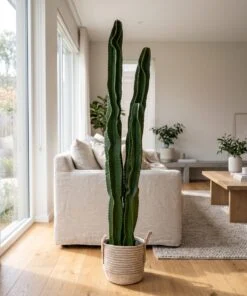 Cactus set of three 170 cm styled in an interior — Neon Jungle Studios