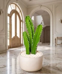 Cactus set of three 50 cm styled in an interior — Neon Jungle Studios