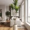 Dracaena Tree 210 cm styled in an interior — Neon Jungle Studios