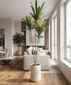 Dracaena Tree 210 cm styled in an interior — Neon Jungle Studios