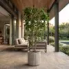 Ficus Benjamina 170 cm styled in an interior — Neon Jungle Studios