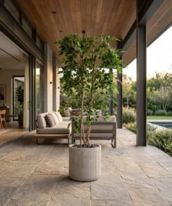 Ficus Benjamina 170 cm styled in an interior — Neon Jungle Studios