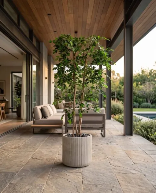 Ficus Benjamina 170 cm styled in an interior — Neon Jungle Studios