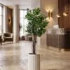 Ficus Danielle 120 cm styled in an interior — Neon Jungle Studios