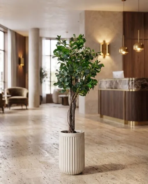 Ficus Danielle 120 cm styled in an interior — Neon Jungle Studios