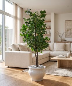 Ficus Danielle 170 cm styled in an interior — Neon Jungle Studios