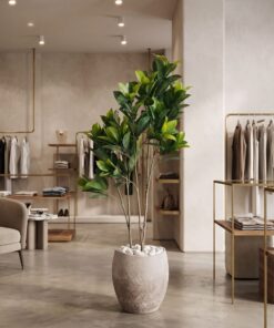 Ficus Elastica 140 cm 3 trunks styled in an interior — Neon Jungle Studios