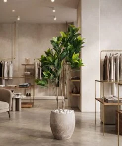 Ficus Elastica 140 cm 3 trunks styled in an interior — Neon Jungle Studios