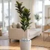 Ficus Elastica 150 cm 3 trunks styled in an interior — Neon Jungle Studios