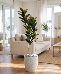 Ficus Elastica 150 cm 3 trunks styled in an interior — Neon Jungle Studios