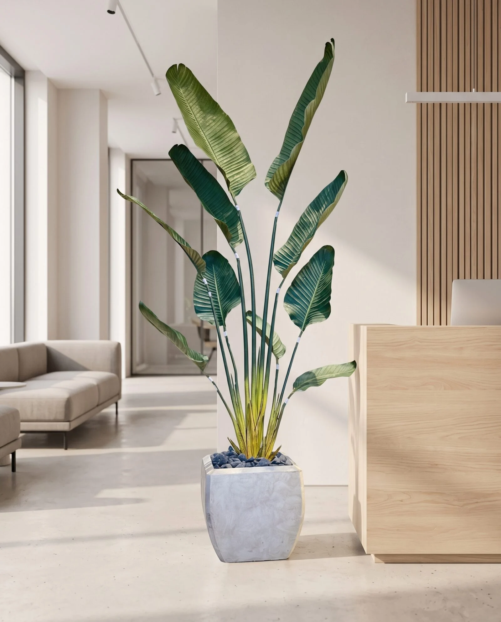 Traveller's Palm 160 cm styled in an interior — Neon Jungle Studios