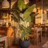 Traveller's Palm 180 cm styled in an interior — Neon Jungle Studios