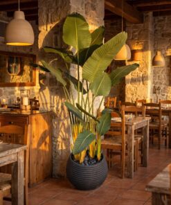 Traveller's Palm 180 cm styled in an interior — Neon Jungle Studios