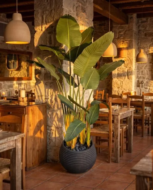 Traveller's Palm 180 cm styled in an interior — Neon Jungle Studios