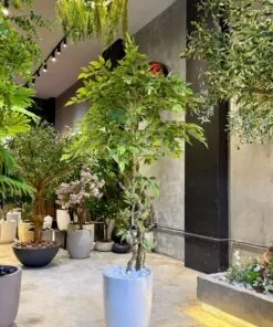Ficus Benjamina 170 cm Fiber trunk