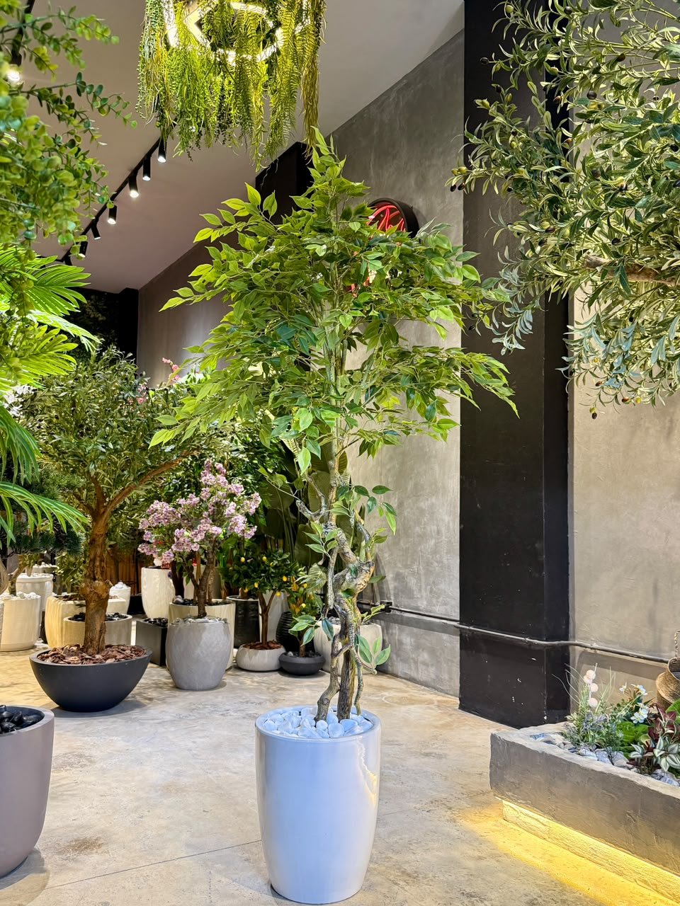 Ficus Benjamina 170 cm Fiber trunk - Image 2