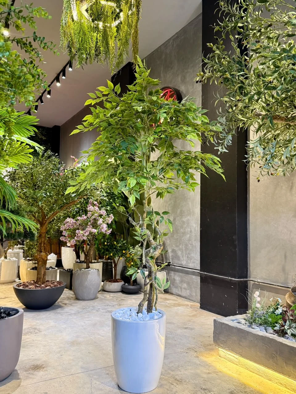 Ficus Benjamina 170 cm Fiber trunk