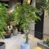 Ficus Benjamina 170 cm Fiber trunk