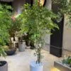 Ficus Benjamina 170 cm Fiber trunk