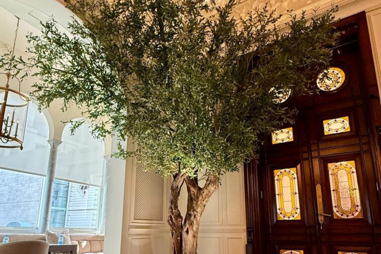 Olive tree on a real trunk · Residence