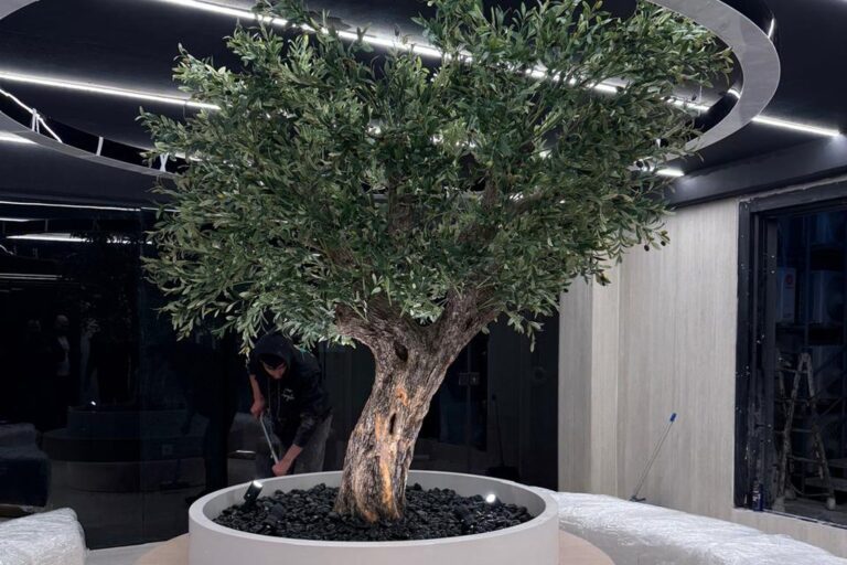Custom planter & olive tree · Retail