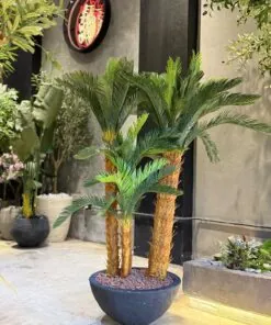Alternative view of Holland Cycas Arrangement – 4 Trunks Including Planter (Sago) H160xD55
