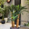 Holland Cycas Arrangement – 4 Trunks Including Planter (Sago) H160xD55