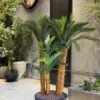 Holland Cycas Arrangement – 4 Trunks Including Planter (Sago) H160xD55