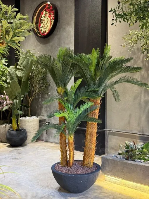 Holland Cycas Arrangement – 4 Trunks Including Planter (Sago) H160xD55