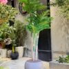 Areca Palm Trees 210 cm 3 trunks