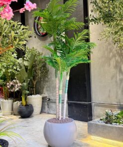Areca Palm Trees 210 cm 3 trunks