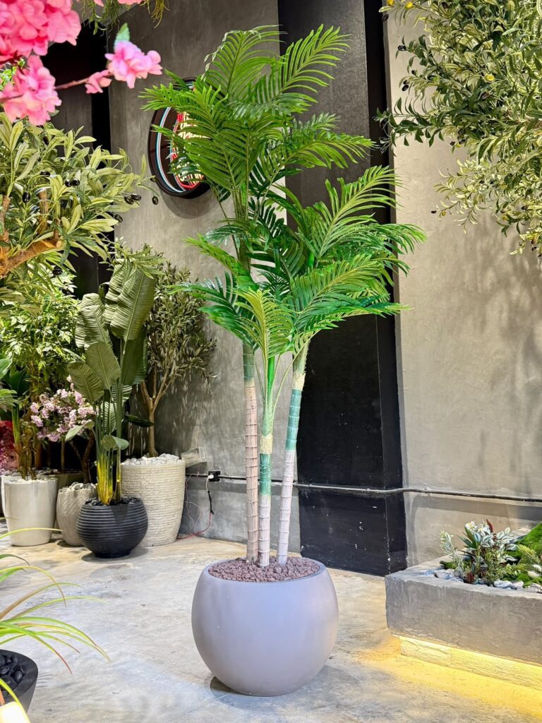 Areca palm 210 cm with three trunks in the Neon Jungle Studios showroom, Jdeideh