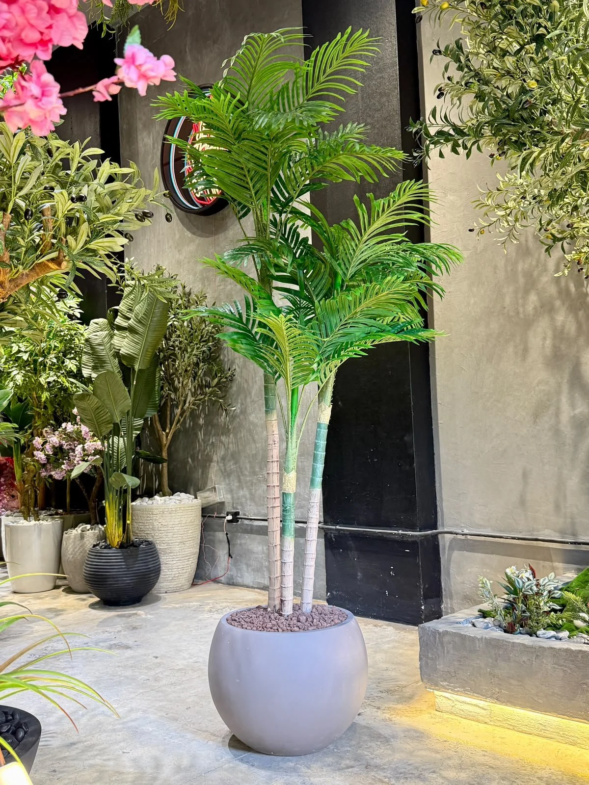 Palmier Areca 210 cm 3 troncs