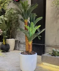 Holland Cycas 160 cm 3 Trunks - Sago