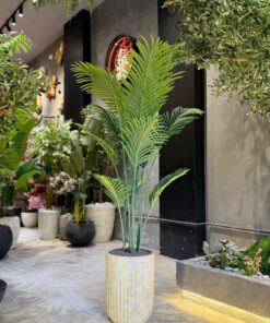 Areca Plant 160 cm