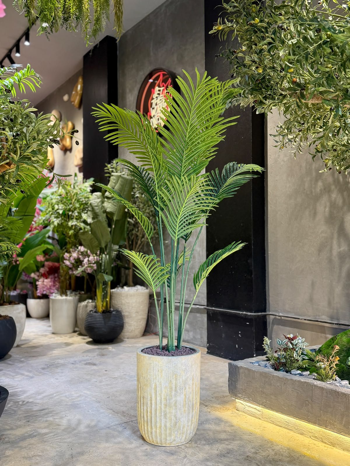Areca Plant 160 cm