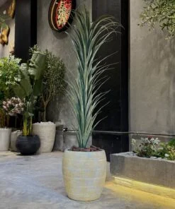 Dracaena Marginata 130 cm Single Stem