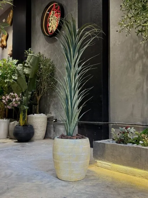 Dracaena Marginata 130 cm Single Stem