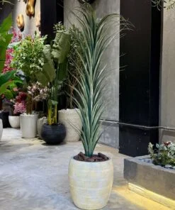 Alternative view of Dracaena Marginata 130 cm Single Stem