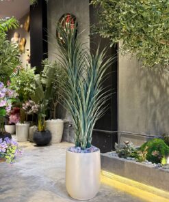 Dracaena Marginata 150 cm 3 stems