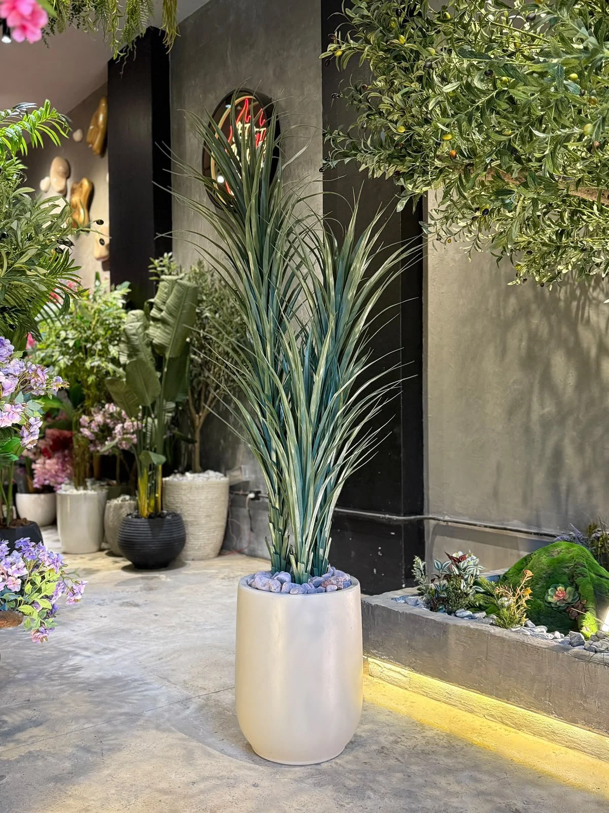 Dracaena Marginata 150 cm 3 troncs